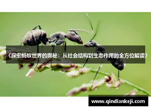 《探索蚂蚁世界的奥秘：从社会结构到生态作用的全方位解读》